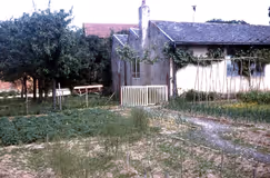 Jardin des Thuyas, des asperges montées